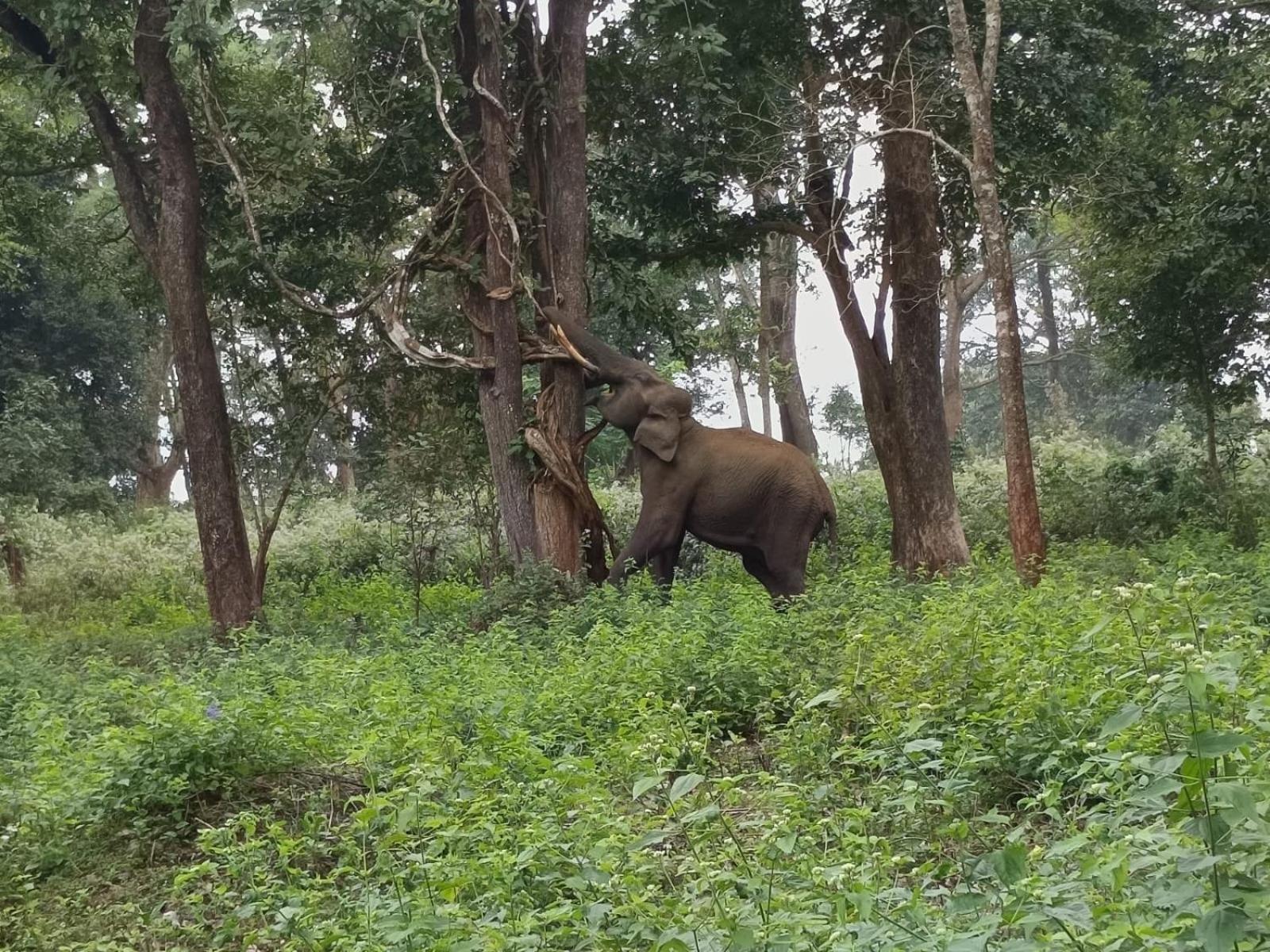 Kuruva Shoreline Wayanad Chegat Экстерьер фото